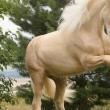 Лошади-тяжеловозы – история, породы и особенности