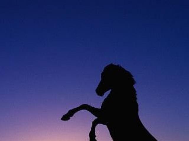 Весы рожденные в год Лошади: гороскоп и характеристика знака зодиака Что ждет весов женщин в год лошади