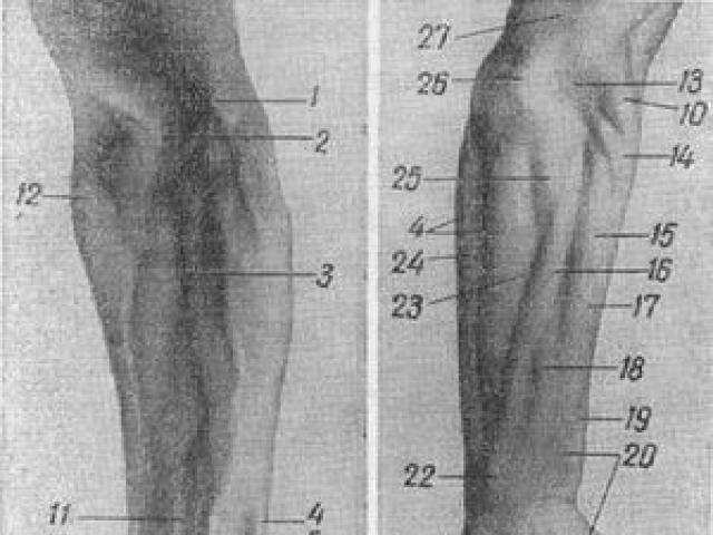 Мышцы предплечья топографическая анатомия