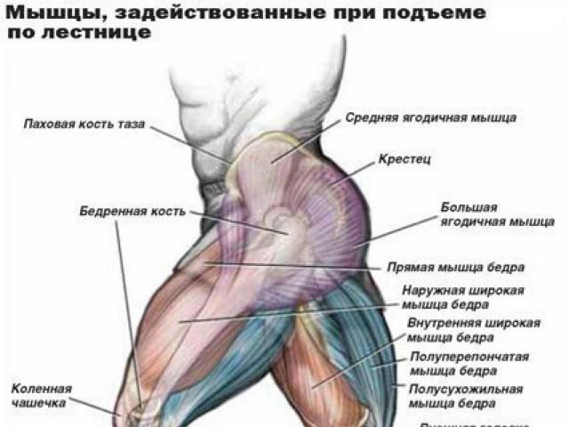 Слабость при подъеме по лестнице. Мышцы при подъеме по лестнице. Мышцы задействованные при ходьбе. Какие мышцы работают при подъеме по лестнице. Мышцы задействованные при ходьбе по лестнице.