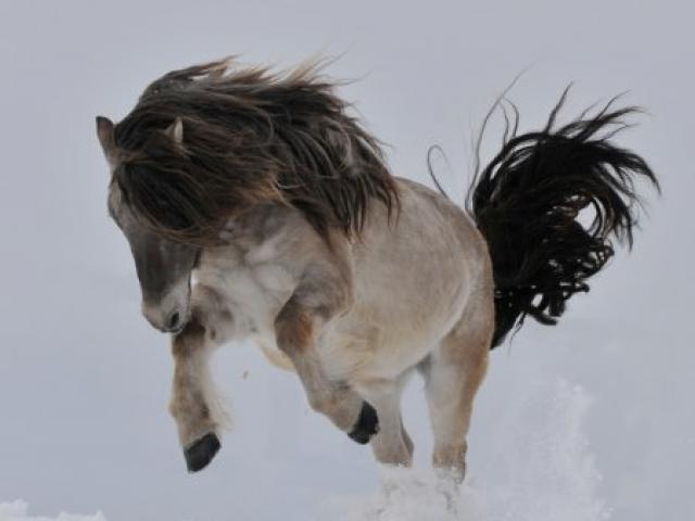 Якутская лошадь описание породы